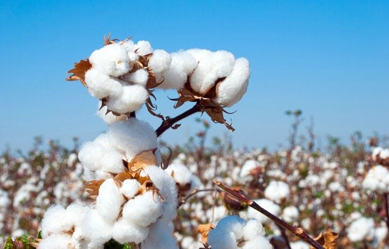 Why Organic Cotton? Why Organic Cotton?
